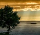 grecja morze drzewo
