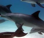 9 bottlenose dolphin