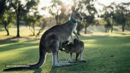 Polski przewodnik w Australii. NovaGra 2000. Wakacje w Australii.