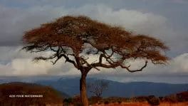 Local tour guide in Kenya. Tropical Adventure Safaris. Attractions of Kenya.